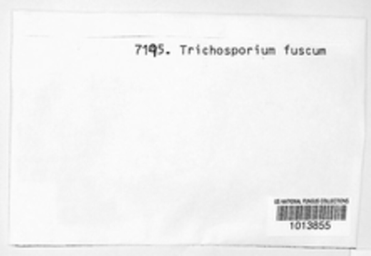 Trichosporum fuscum image